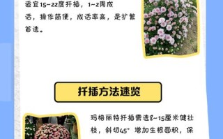 玛格丽特能水培繁殖吗？