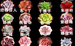 多肉盆栽命名有哪些创意技巧？