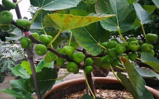 盆栽无花果夏季该放阳台还是室内？