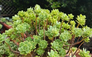 多肉露养如何防止被偷