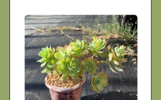 刚栽种的多肉多久浇水