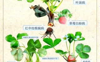 种盆栽草莓的正确方法