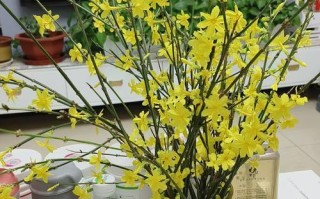 水培迎春总死？养护哪里出了错？