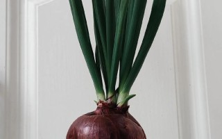 水培洋葱第五天会变样吗？