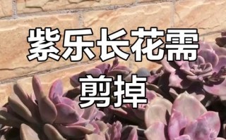 多肉开花必须剪掉吗？