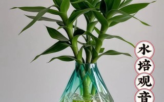 观音竹土培转水培咋操作？