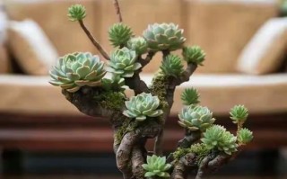 茎干状多肉植物有哪些