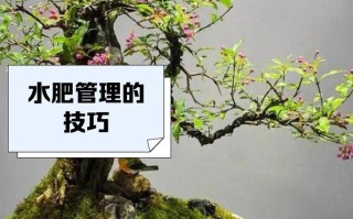 哪些盆栽水果成活时间最长？