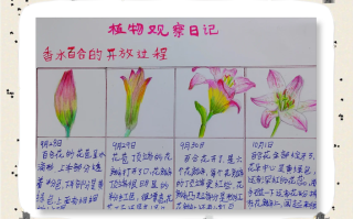 水培百合开花后多久？