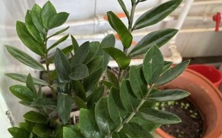 盆栽花叶喷液肥，该咋喷才有效？