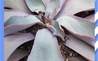 晚霞多肉如何养出胖乎乎的状态？