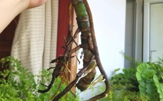 水培竹子烂根了怎么处理？