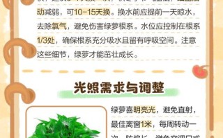 水培绿萝怎么养才能长得好？