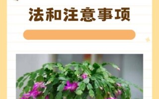 蟹爪兰土培水培，哪种更适合家庭养护？