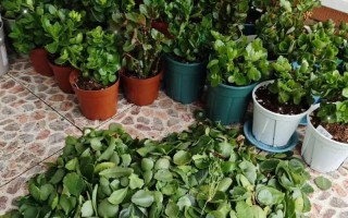 夏天盆栽为何容易养死？