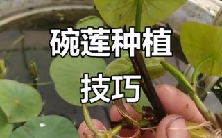 盆栽莲藕何时种？怎么种才高产？
