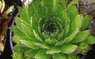 景天科观音莲能水培吗？