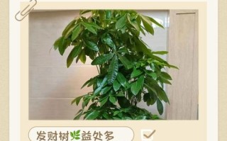 冬天水培发财树怎么养？