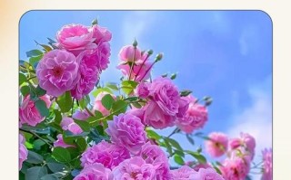 盆栽蔷薇为何只长叶不开花？