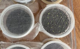 多肉种子繁殖是哪种繁殖方式？