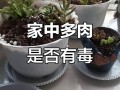 多肉植物有毒吗？家里养安全吗？