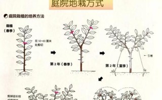 北方盆栽柠檬换盆时间