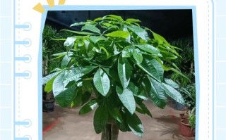 盆栽树需要定期剪枝吗？