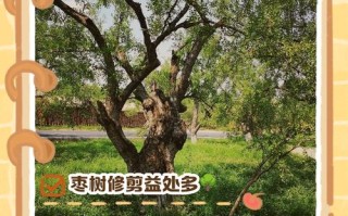 盆栽枣整形修剪要怎么做？