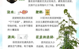 发财树水培方法步骤图解