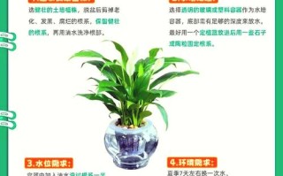 水培白掌营养液多了咋办？