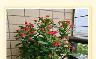 梅花盆栽如何判断是否成活？