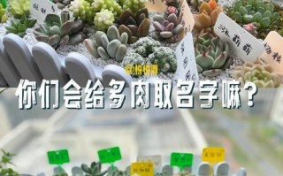 多肉名字因何而来？
