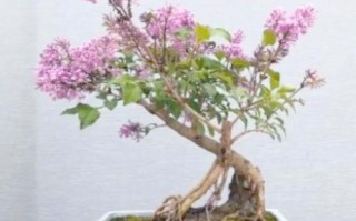 丁香盆栽冬季怎么养护？