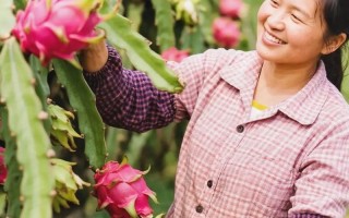 火龙果苗几月盆栽最合适？