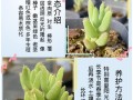 日本番杏科多肉植物有何独特魅力？