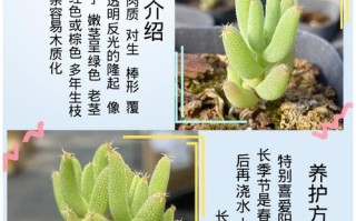 日本番杏科多肉植物有何独特魅力？