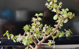 云南适合养哪些盆栽花？