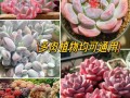 多肉种植必备材料有哪些？