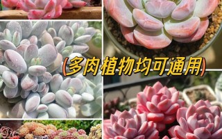 多肉种植必备材料有哪些？