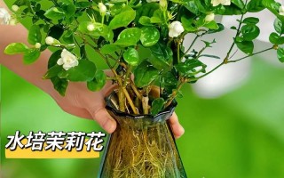 盆栽茉莉花能泡水喝吗？