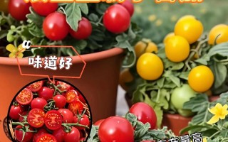 盆栽小西红柿能吃吗？