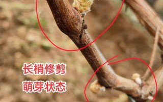 盆栽葡萄冬剪怎么剪？视频教程教你！