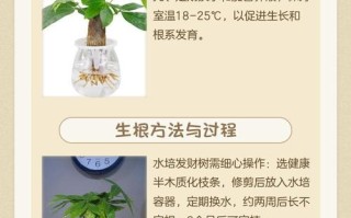 发财树水培几天浇一次水？