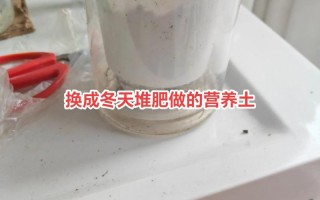 土培红掌转水培，怎么养才不死？