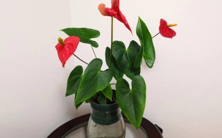 红掌水培下面可以养鱼吗