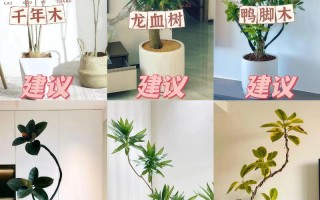 室内适合养哪些盆栽？