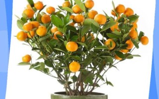 金桔盆栽光长叶不结果，咋办？