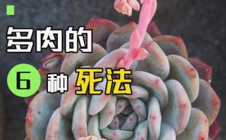 多肉几天不浇水为何不会死？
