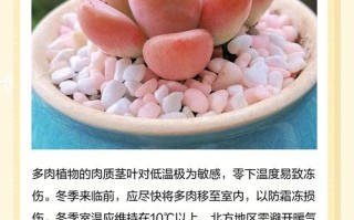 冬天多肉室外如何安全保温？