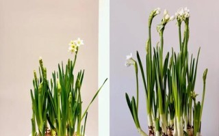 水培水仙开花后怎么处理